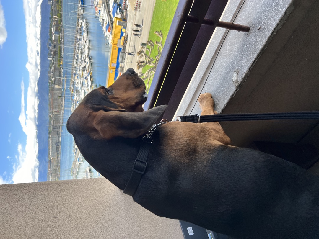 Watching the boats.